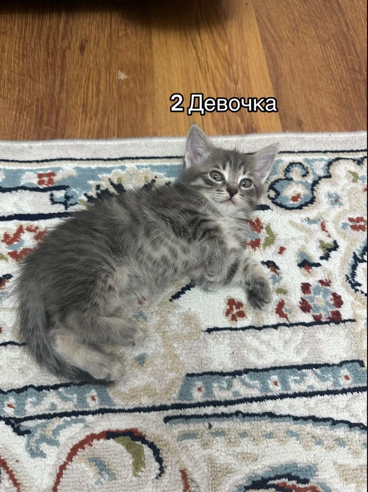 Котята 2 месяца продам