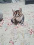 Приученый котёнок отдам