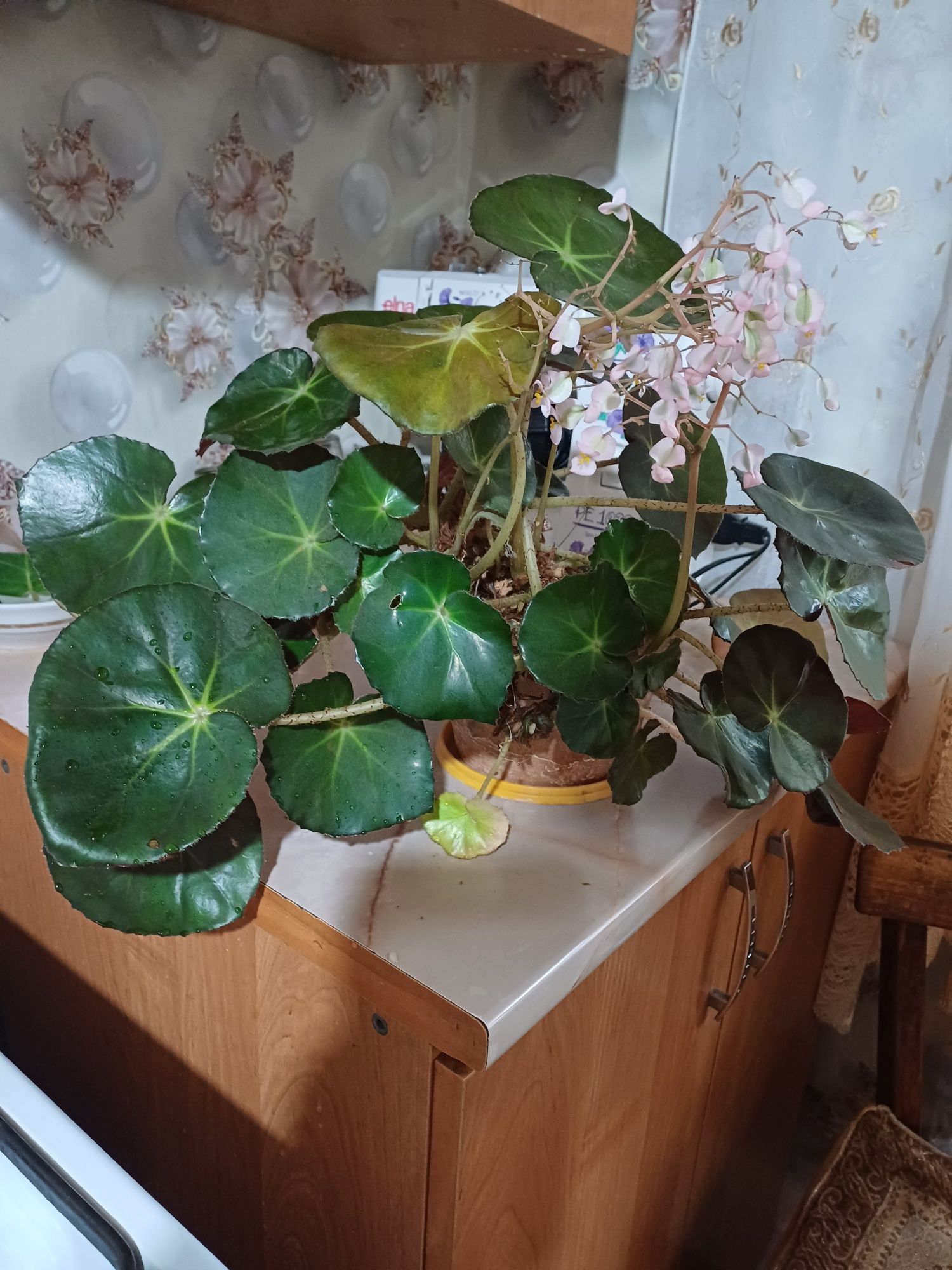 Цветы комнатные.