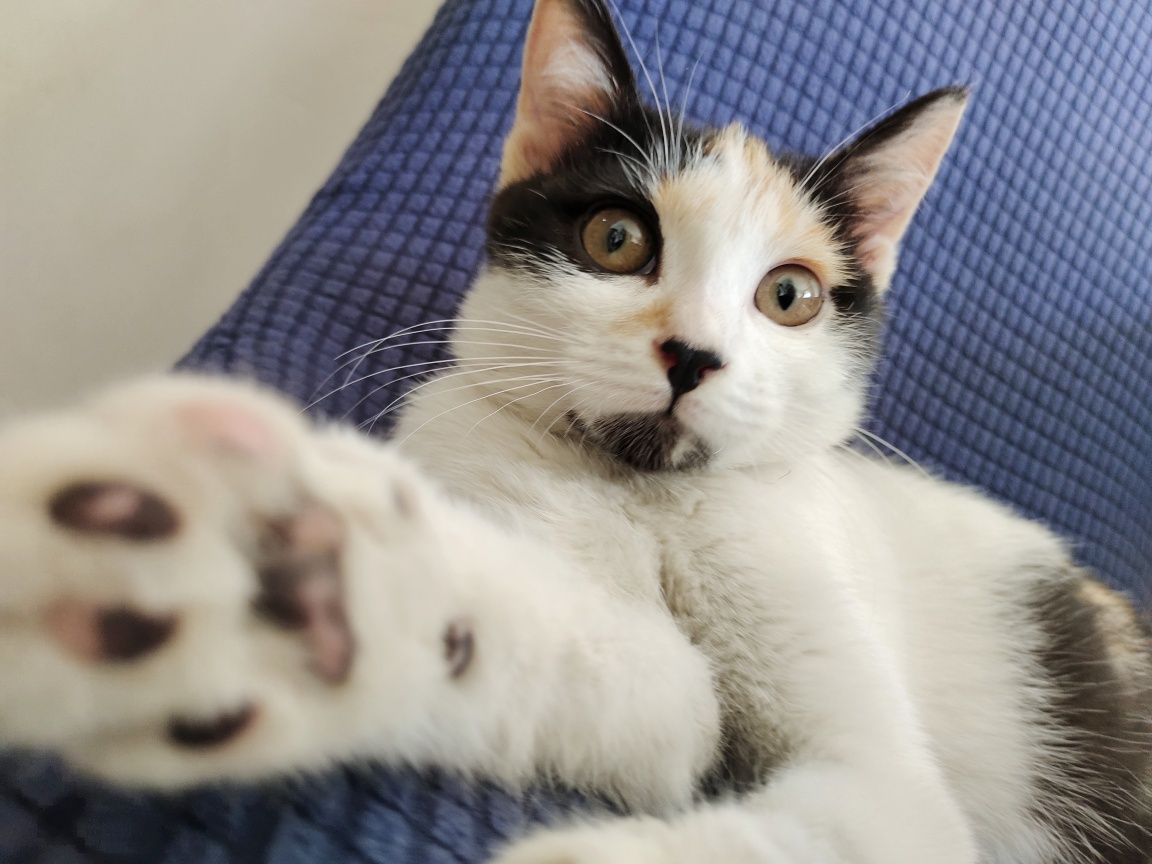 Котенок ищет дом