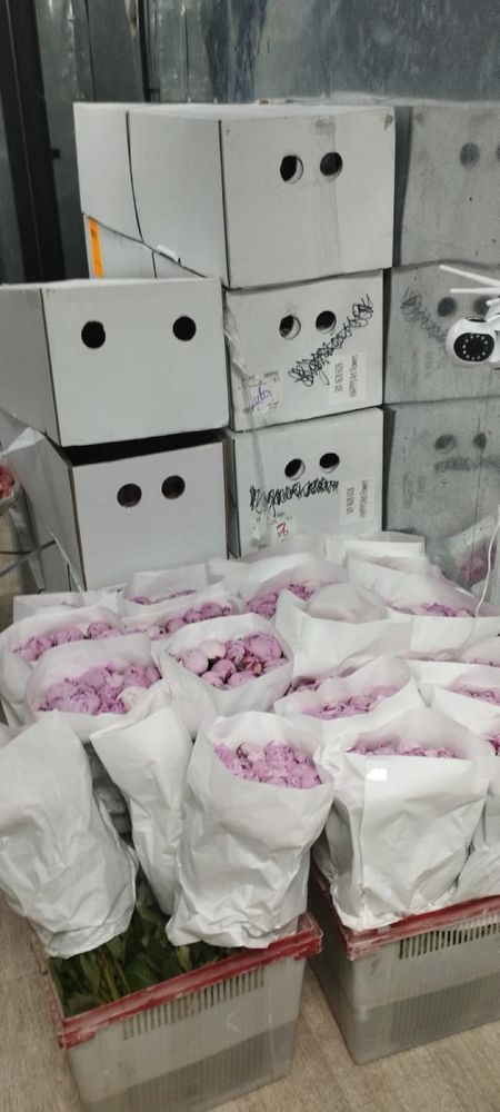 Оптом Пионы, розницу! Розы Голландия