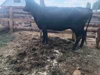 Продам корову 3 отель