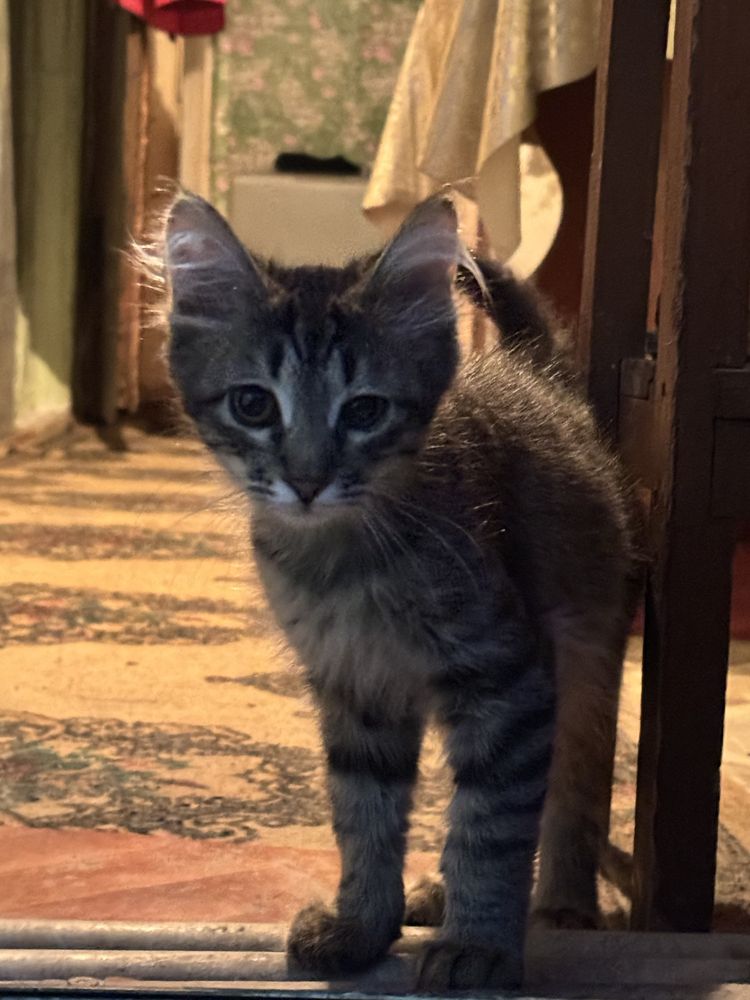 Котята ищут дом, отдадим в хорошие руки