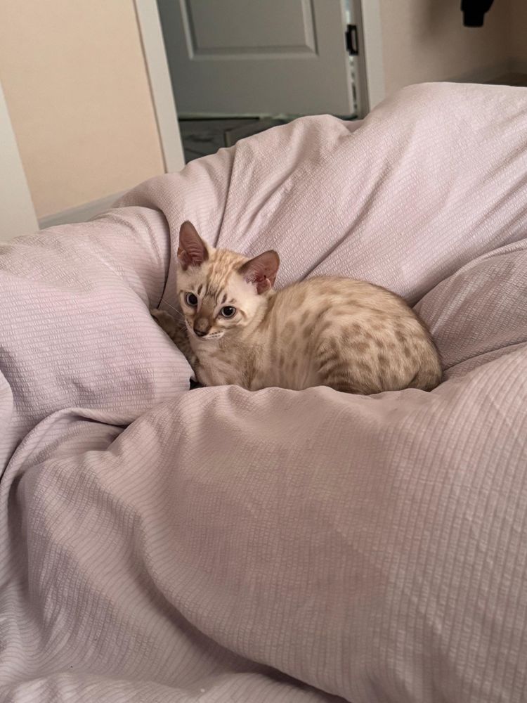 Бенгальские котята