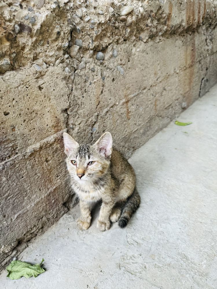Отдам котят в добрые ручки