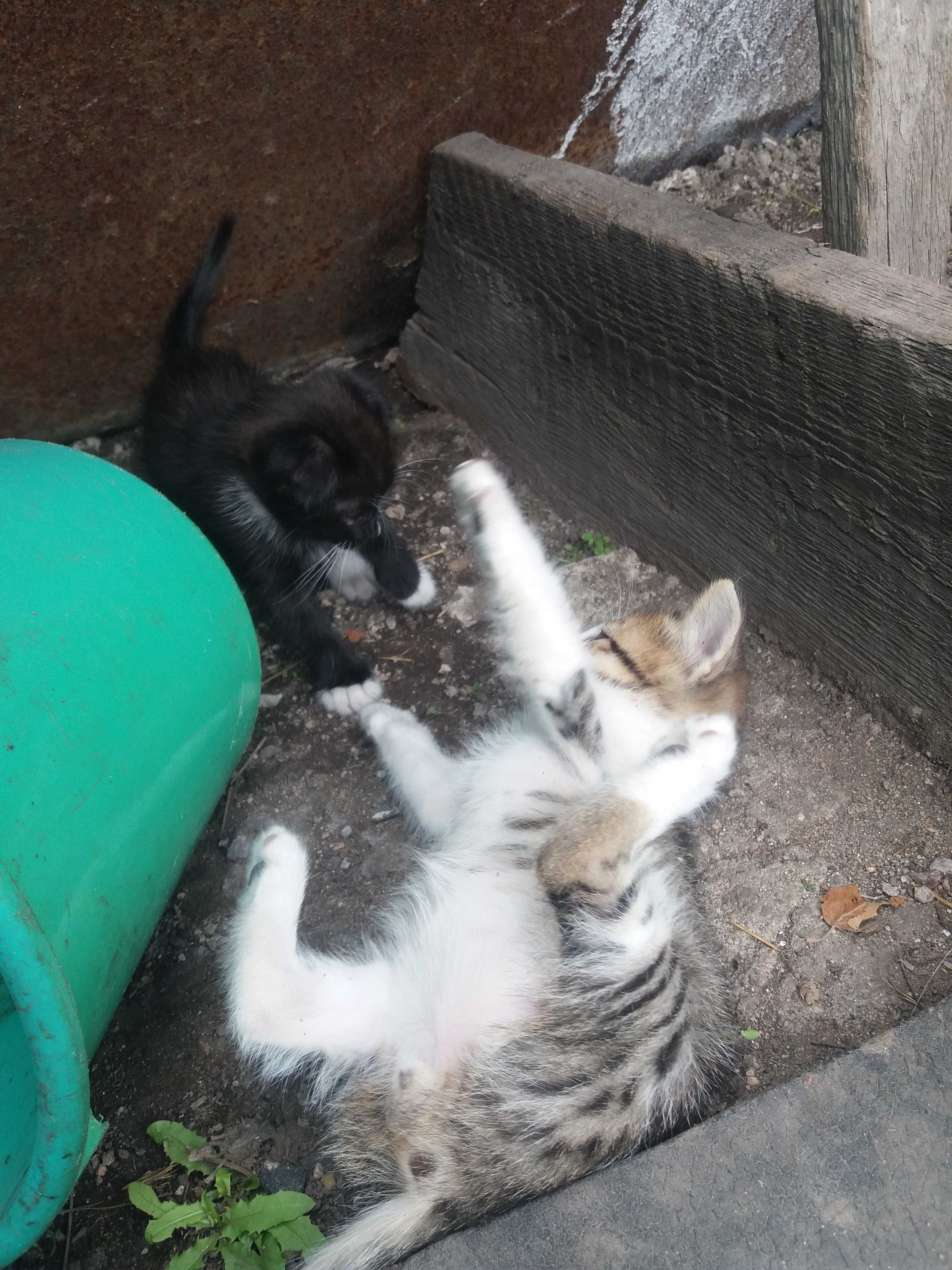 Успей своего забрать котёнка!