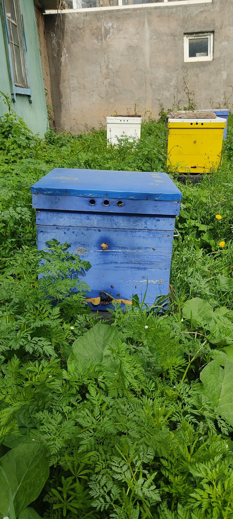 Продам пчёл, улья,пчелоинвентарь.