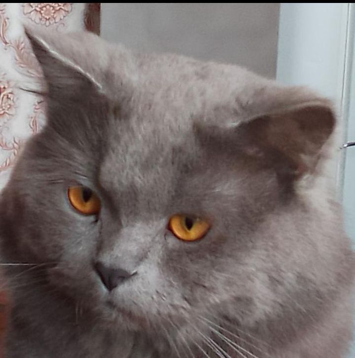 Вязка, кот хайленд страйт