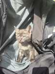 Котёнок бесплатно