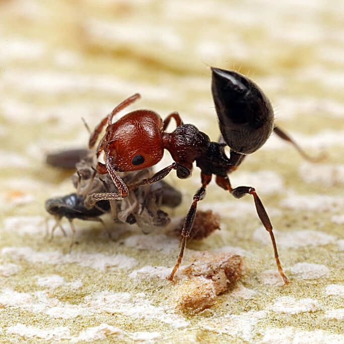 Crematogaster subdentata