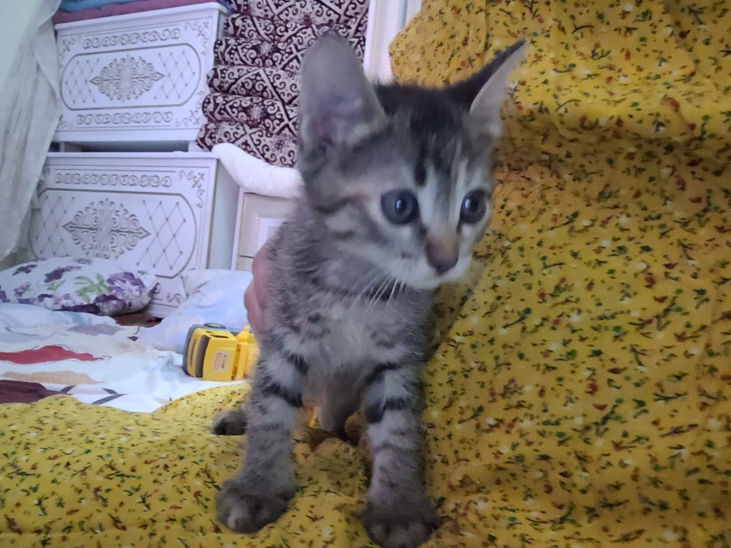 Котята в хорошие руки