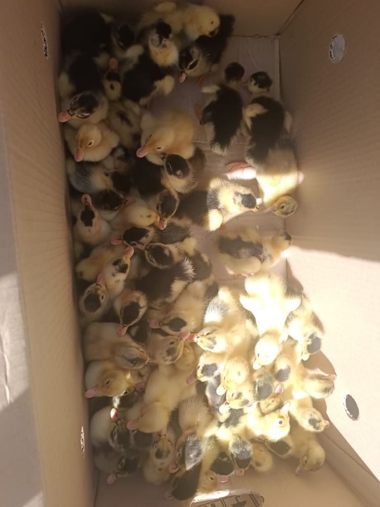 Продам    суточных    гусят    и   утят  …