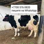 Продам корову молочную удой 23 24л