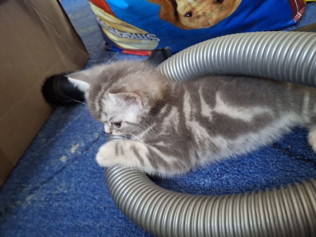 Котята скотиш страйт