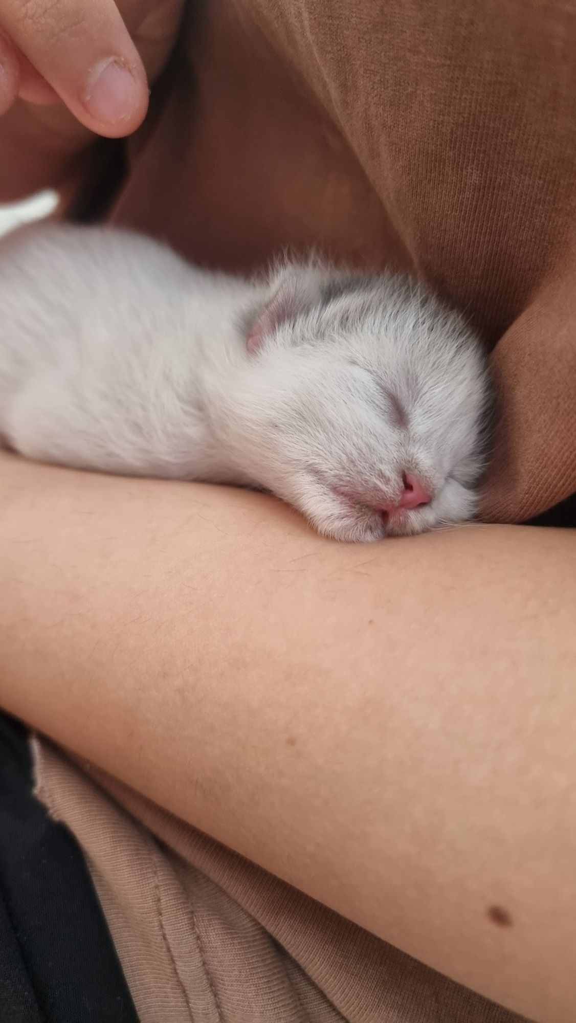 бесплатна котят.