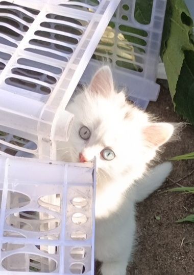 Отдам в добрые руки котят, 1,5- 2  месяца