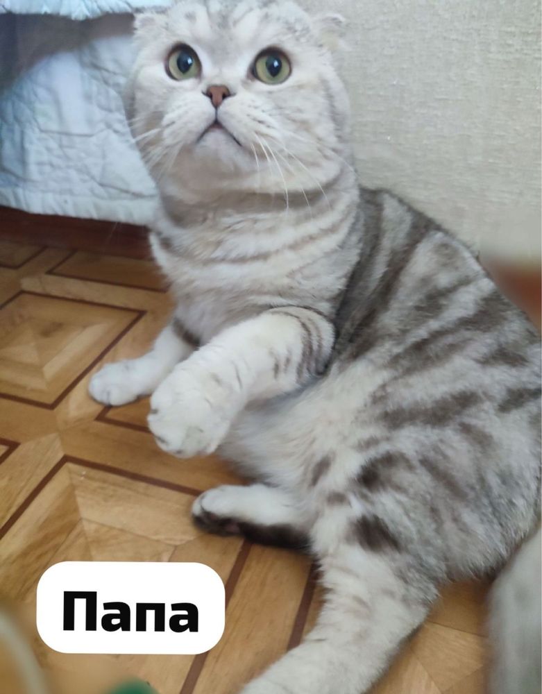 Очаровательный котёнок-шотландка, серебро!