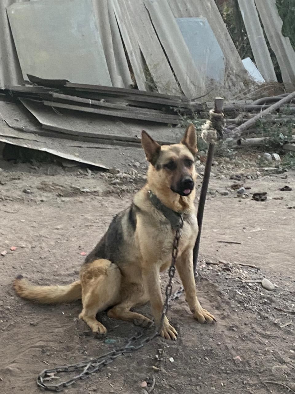 Немецкий овчарка