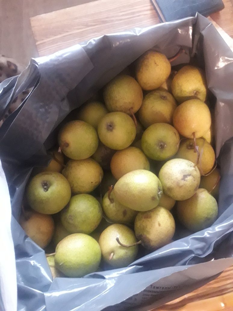 Продам дачную грушу
