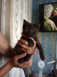 Котёнок, в добрые руки