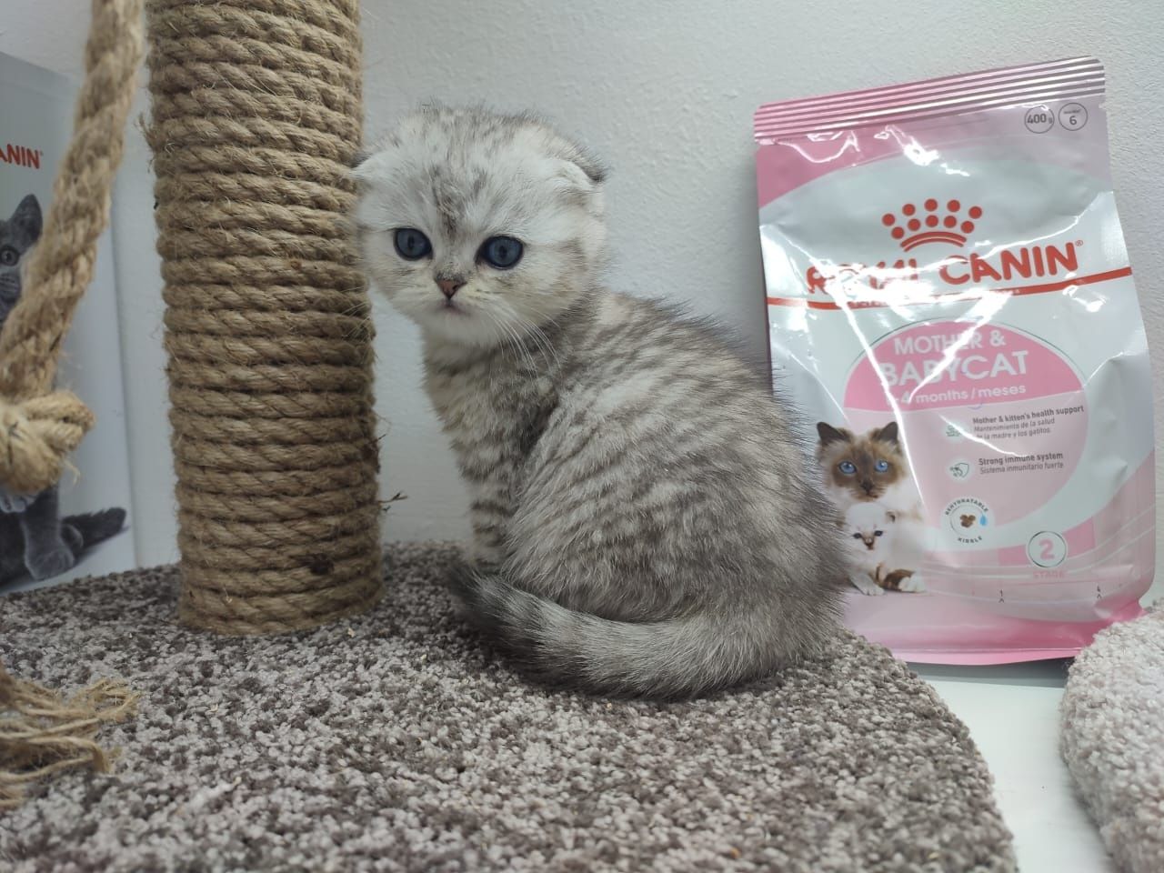 Шотландские котята вислоушки