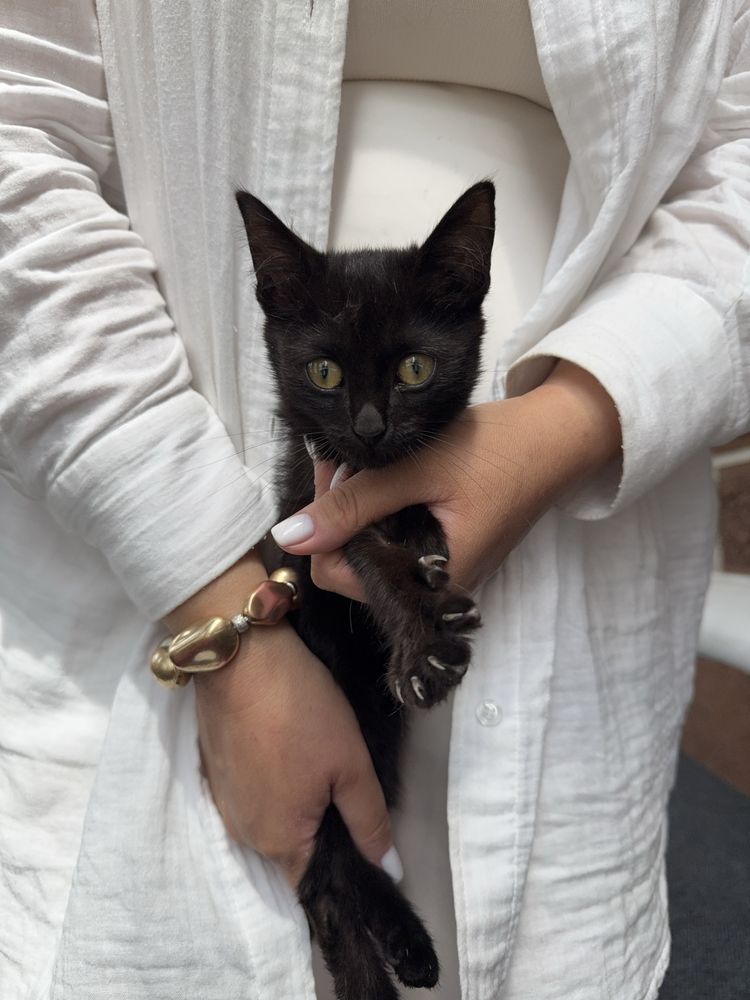 Котенок девочка,  2 месяца