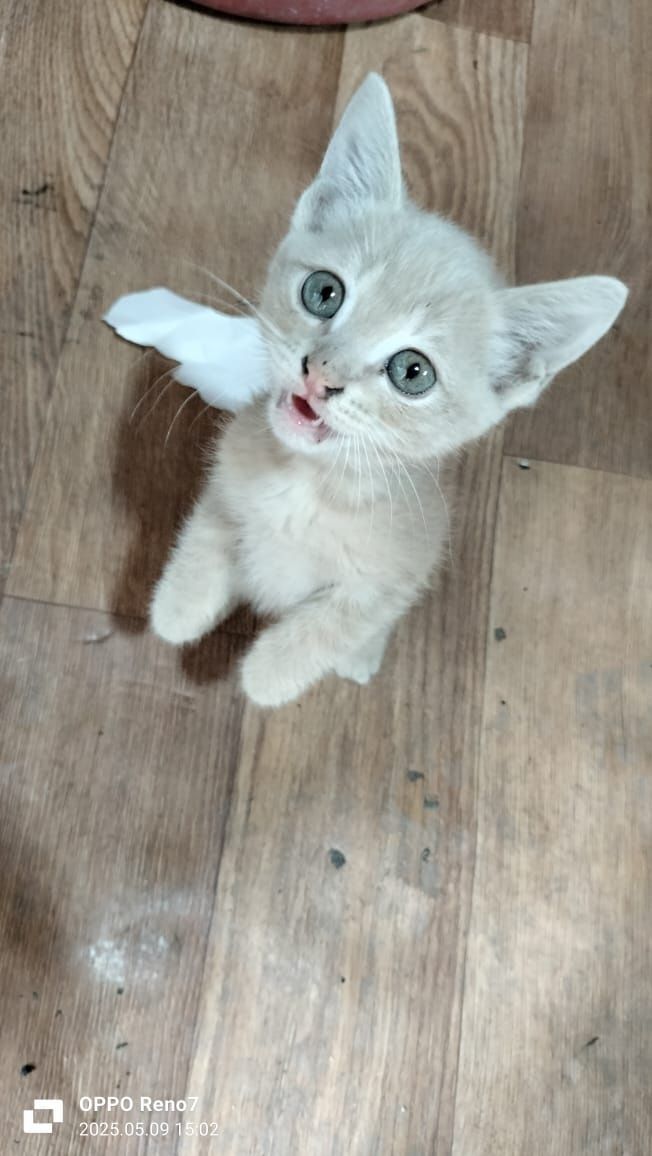 Котят в Добрые руки