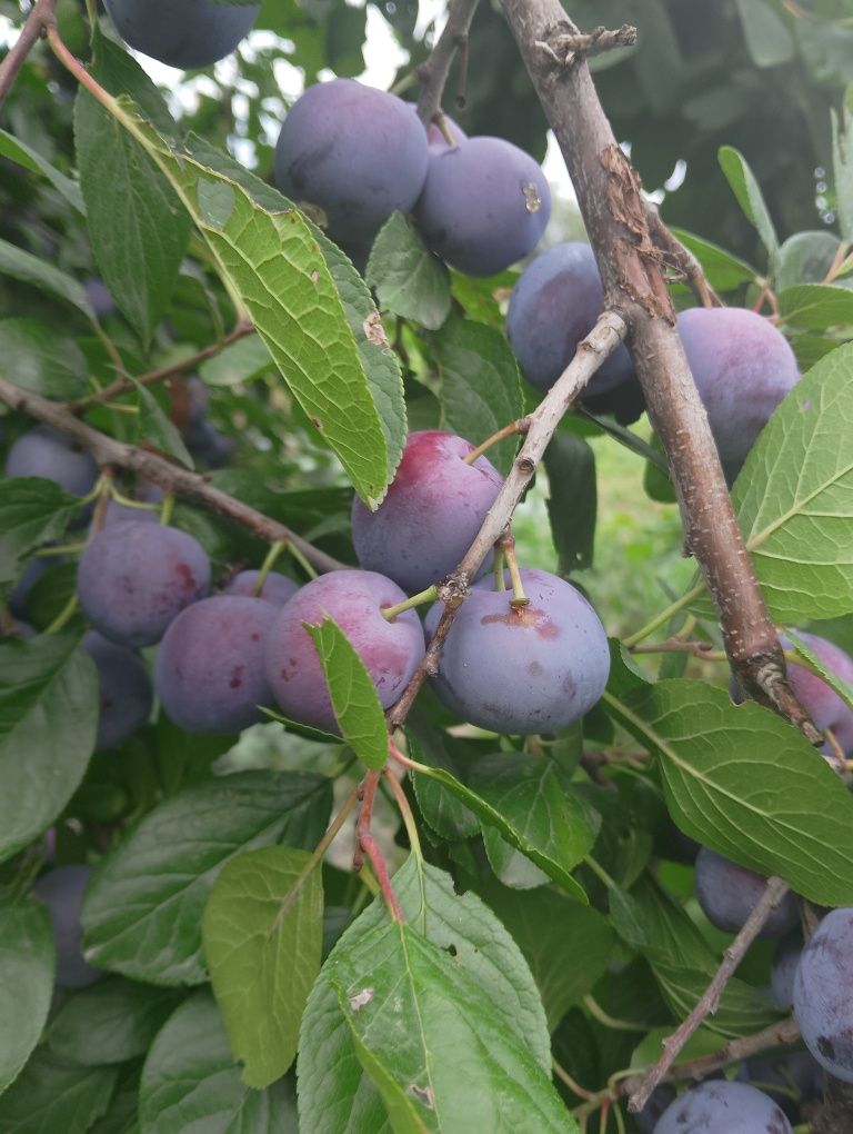 Продам сливу дачную
