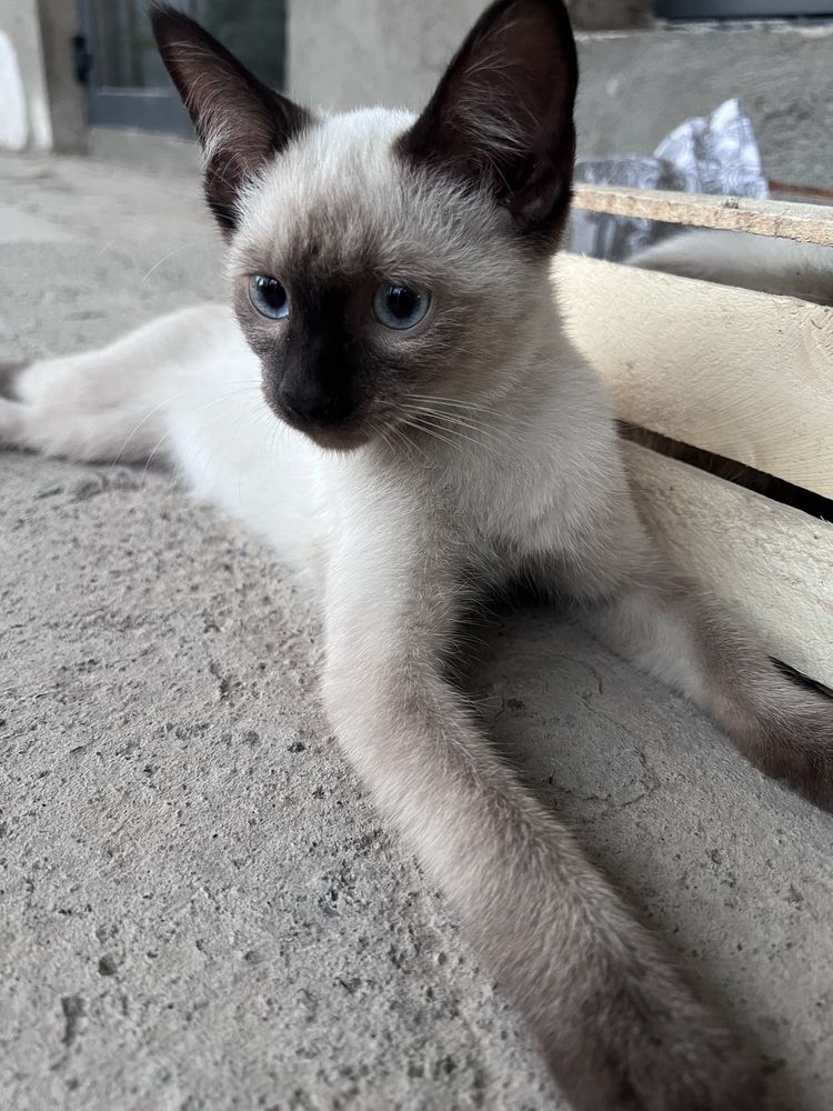Котята сиамские шымкент