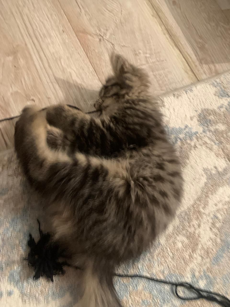 СРОЧНО Отдаю котёнка.Г.Каскелен