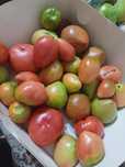 Дачные помидоры вкусные