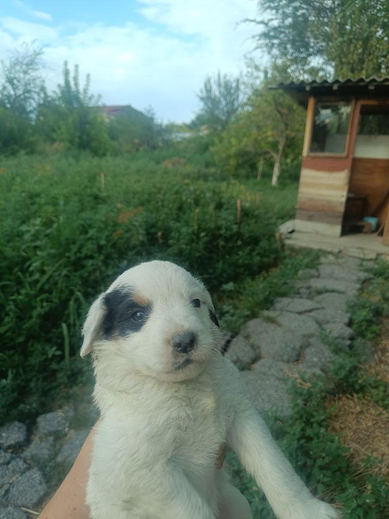 Одам щенят в хорошие руки