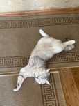 Шотландский кот игривая