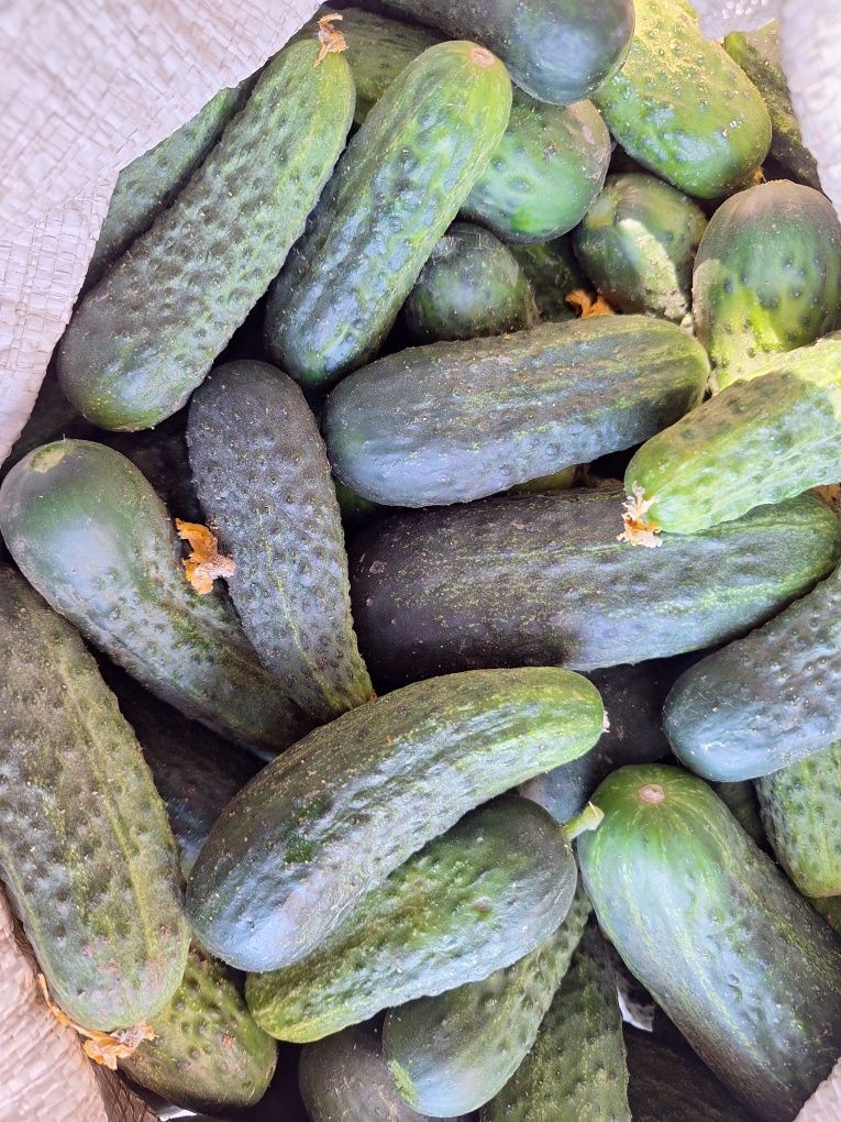 Продам огурцы свежие