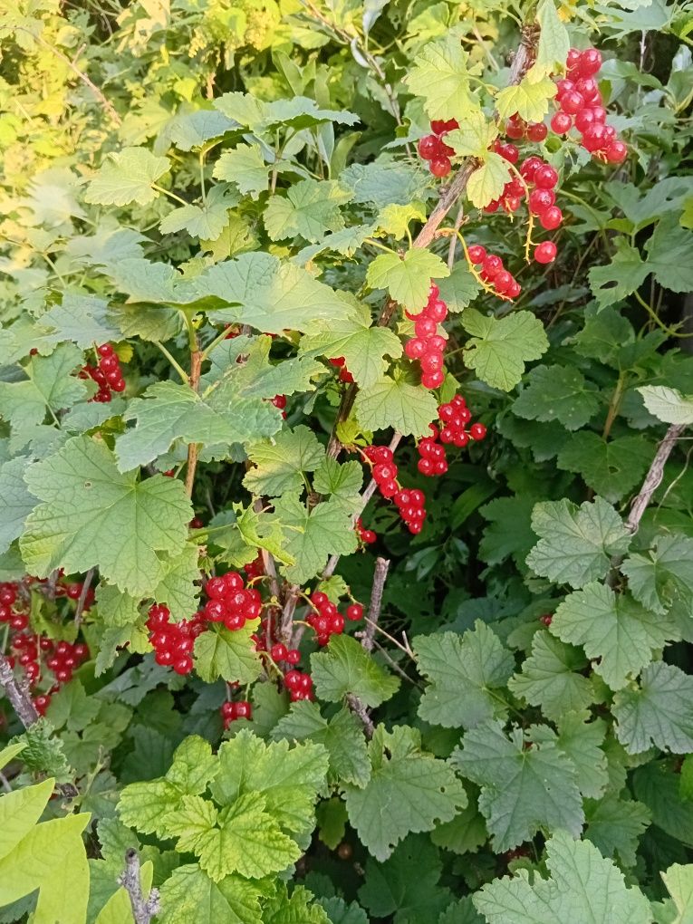 Продам красную смородину