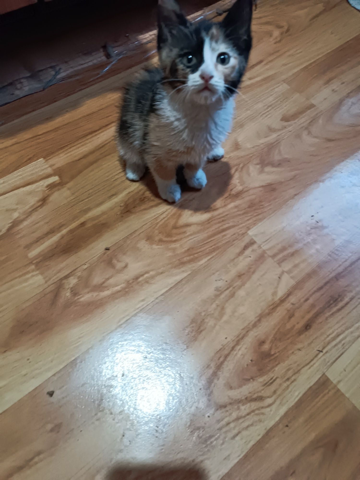 Котята кошки даром