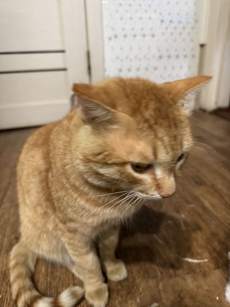Отдам котиков бесплатно