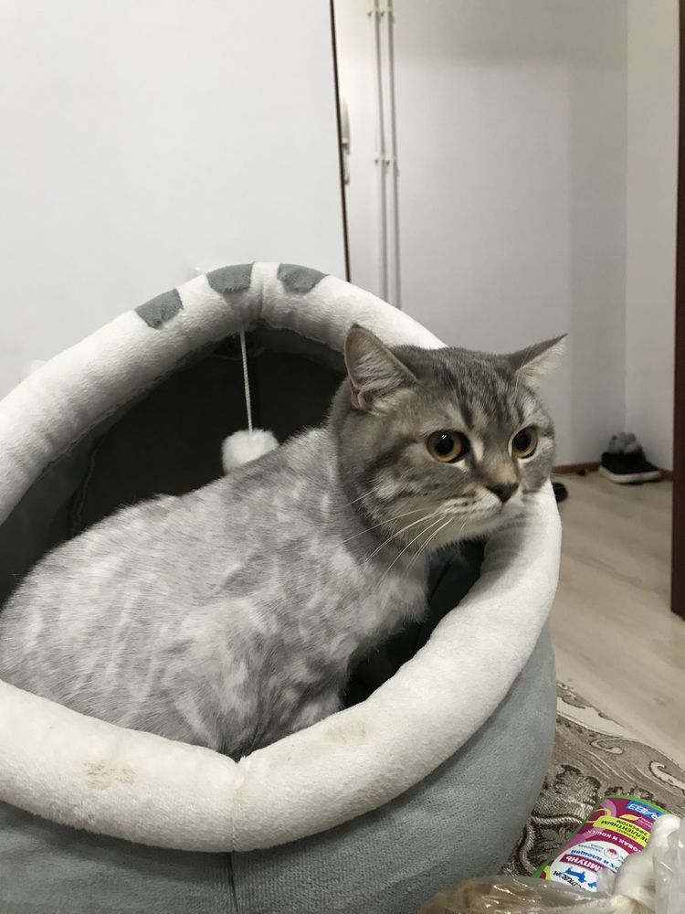 Продается шотландская кошка