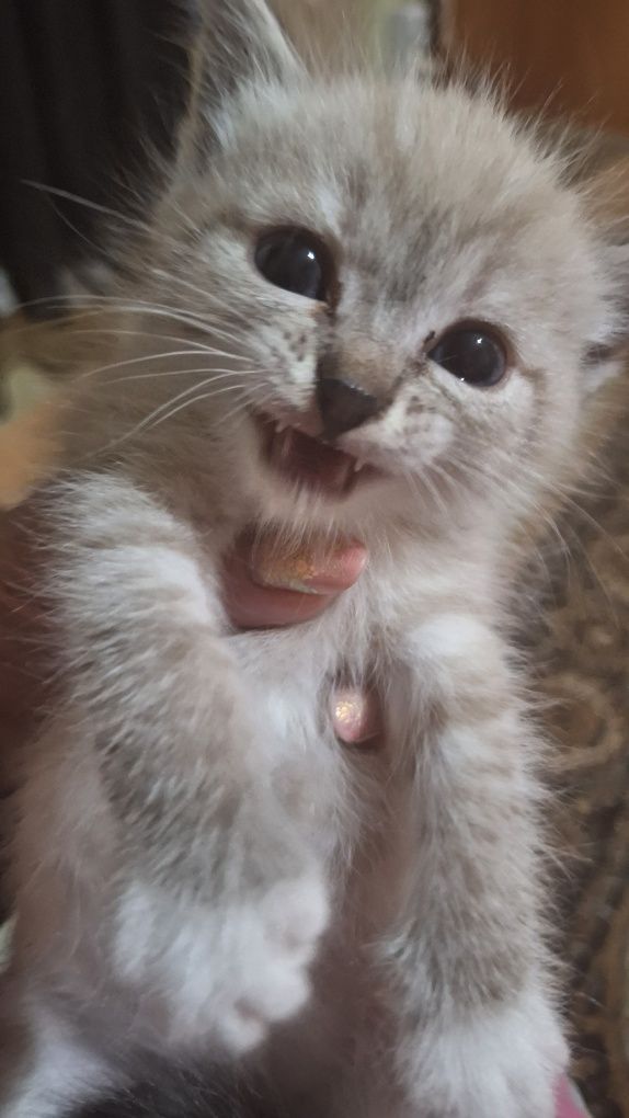 Отдам котят в добрые руки