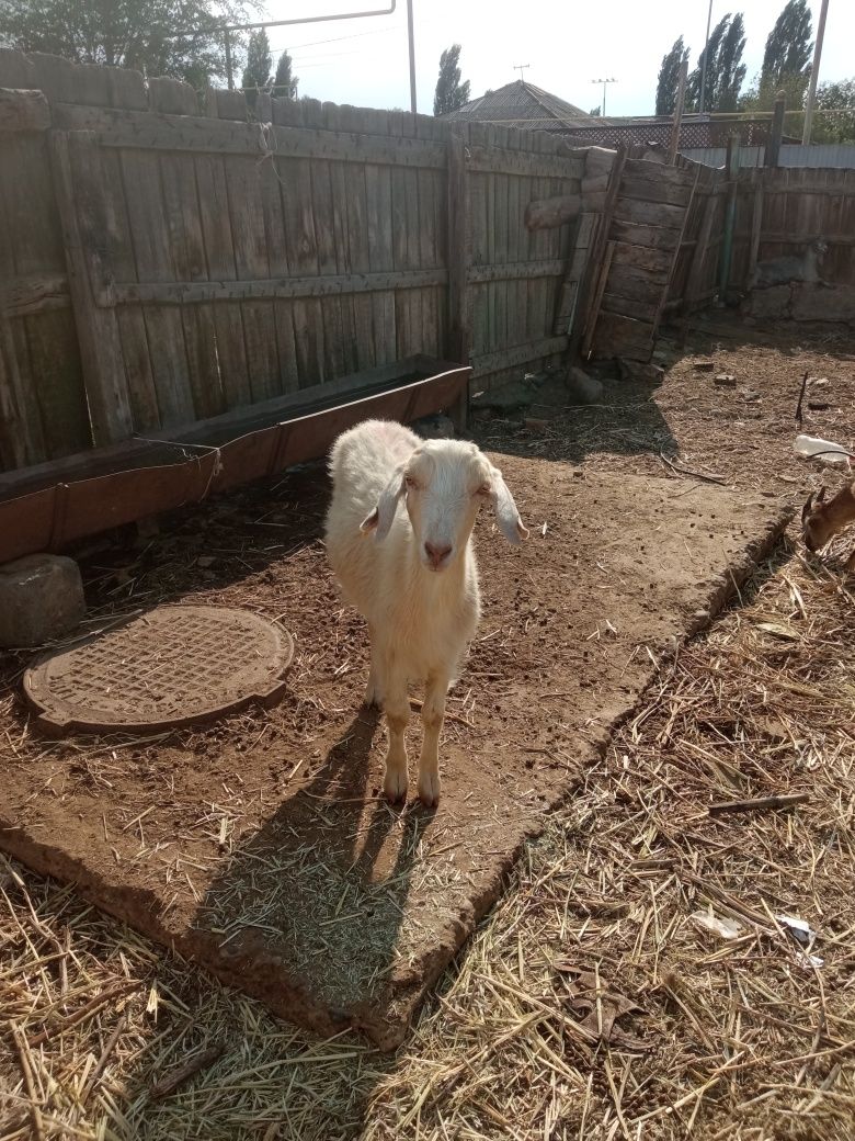 Продам козы козлята