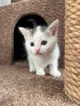 Котёнок, котята 2 месяца
