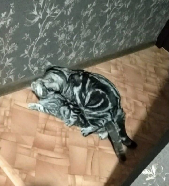 Опытный кот вязка