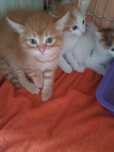 Котята в хорошие руки