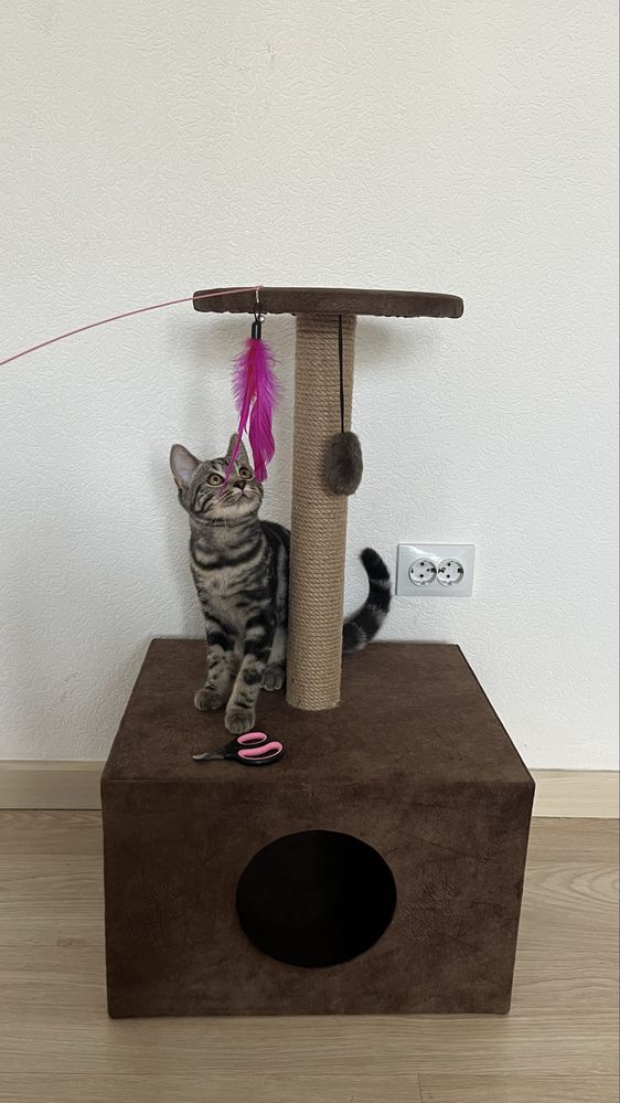 Кошачий домик с когтеточкой +подарок!
