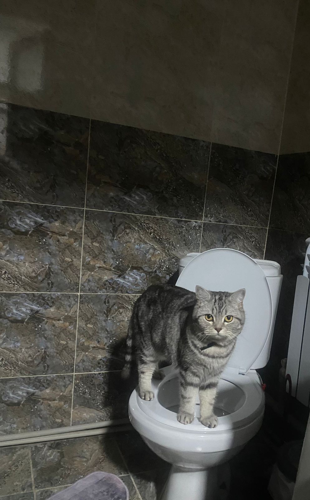 Шотландский прямоухий кот срочно прадаются