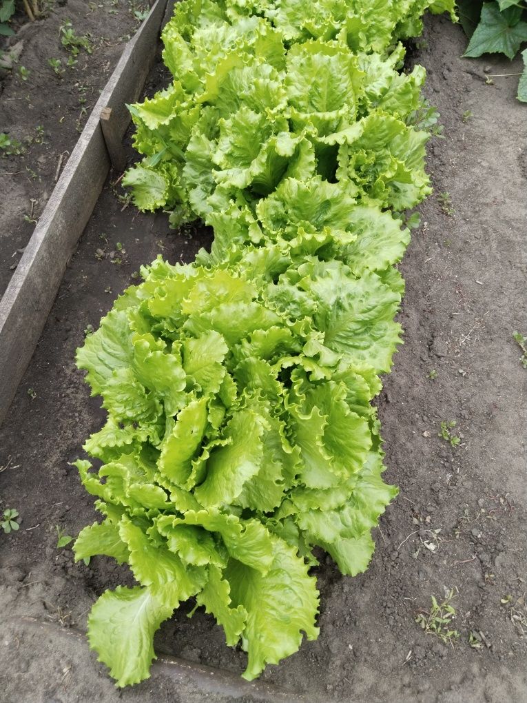 Продам салат с грядки
