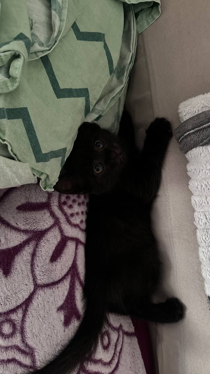 отдам котенка бесплатно
