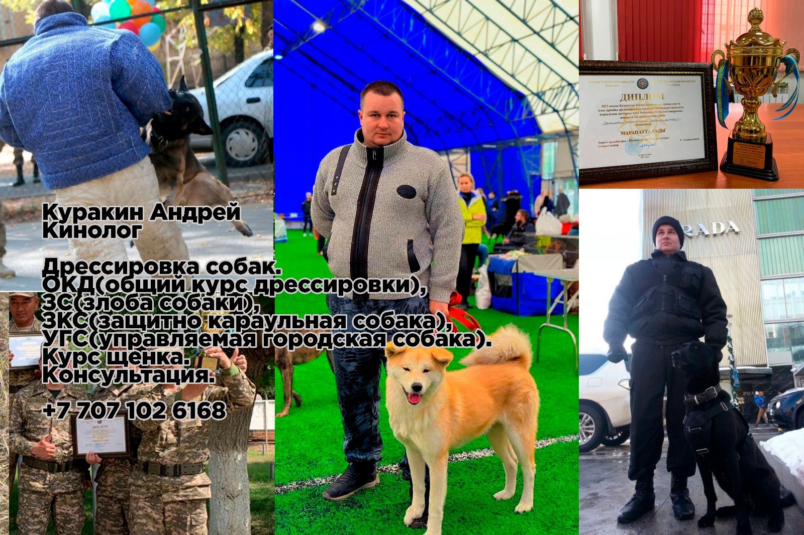 Дрессировка собак
