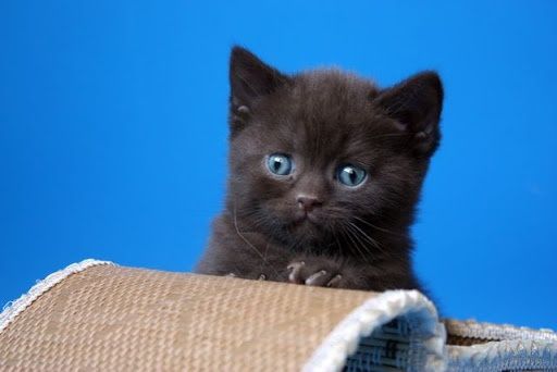 Скоттиши страйт и фолд
