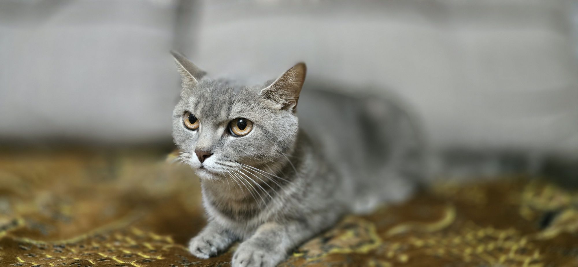 Котята Скотиш страйт и скотиш фолд